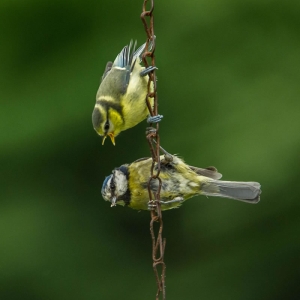 Redwell   June   2016 (546 Of 659).jpg